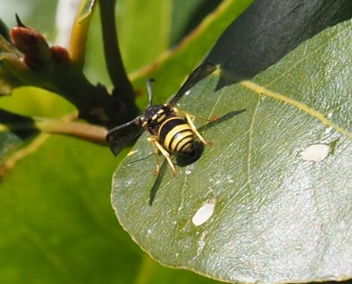 Eumeninae